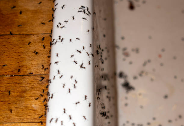 Best Wildlife Control Services  in Denair, CA